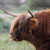 Amsterdamse Waterleidingduinen